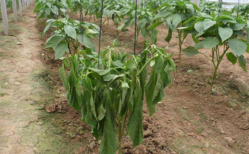 辣椒烂根怎么回事啊,辣椒肥料施多深适合辣椒生长