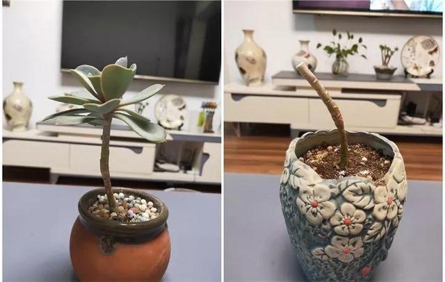 没躲过夏季多肉陡长，学习大神这样做，养成绝美老桩