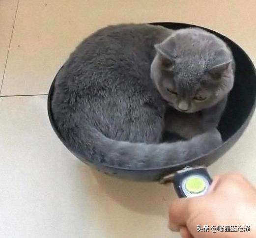 来看看英短蓝猫到底多可爱,英短蓝猫怎么才是正统