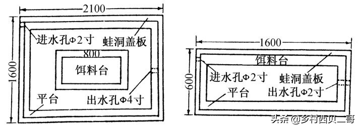 牛蛙的养殖技术及方法简介,牛蛙养殖的最新技术