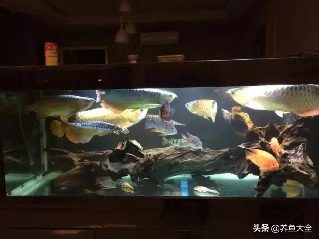 养金龙鱼过程马来西亚,马来西亚养金龙