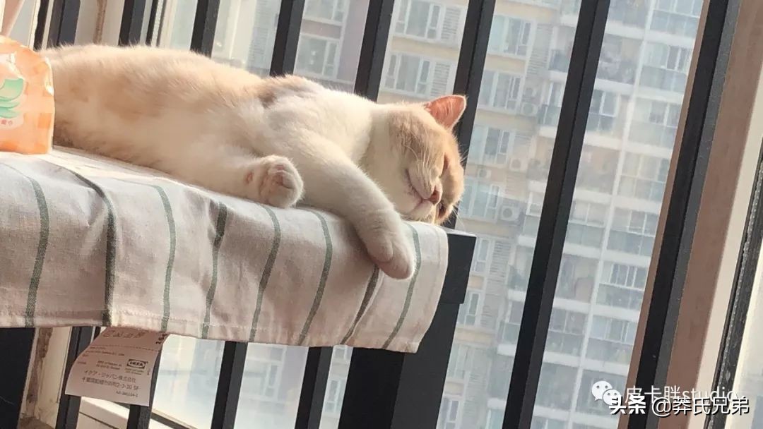 可爱小奶猫刚生出成长日记,一只小奶猫的成长过程