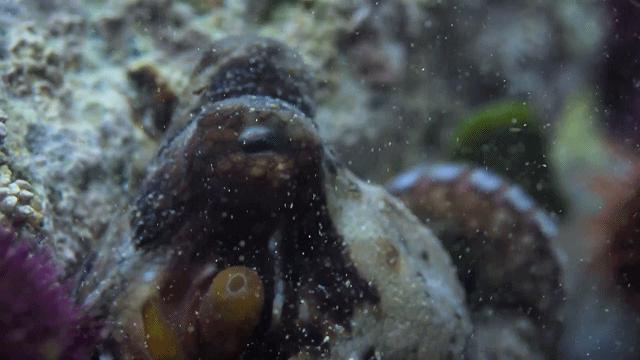 人鱼情未了在线阅读,人鱼情未了电视剧免费观看