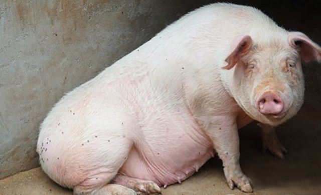 母猪产后食欲低浑身发抖,母猪产后食欲下降用什么药