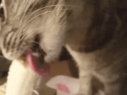 猫为啥爱吃植物,猫爱吃鸡肉还是虾肉