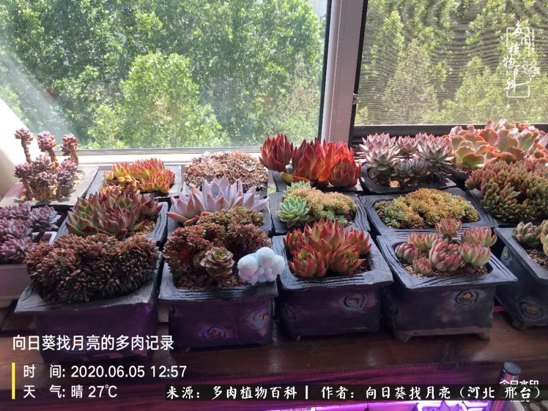 耐高温适合露养的多肉,冬日的露养多肉