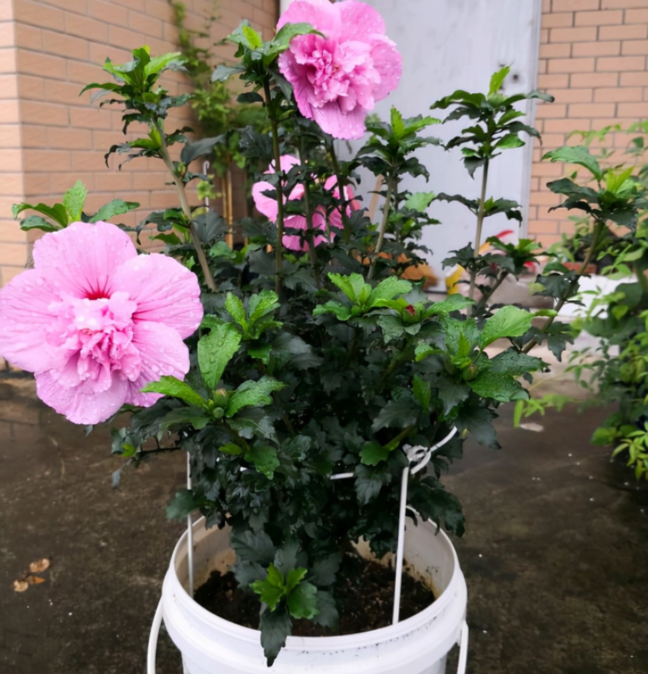 人养花花养人下句,什么花好养活又好看还可以吃的