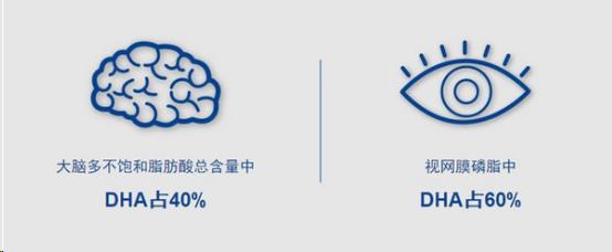 什么食物含有dha有助胎宝宝发育,教你如何给宝贝正确的补充dha