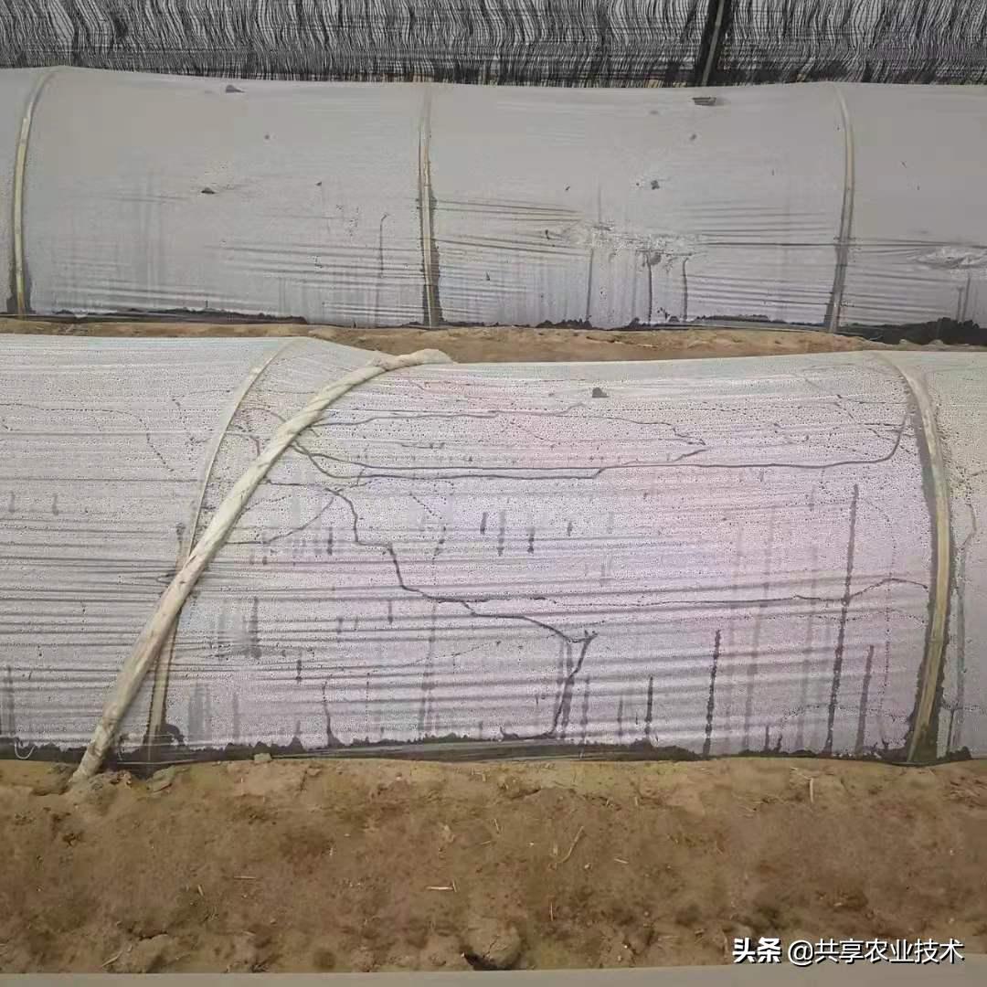 河北行唐:大姜地蜗牛治不治