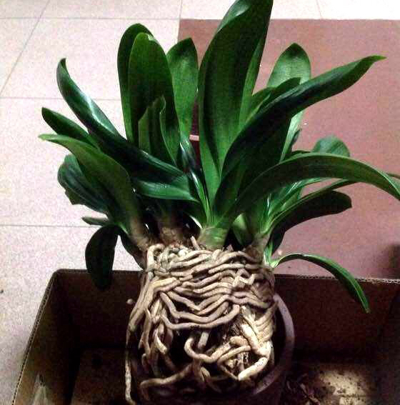 在给君子兰换盆时你的方法正确吗,君子兰换盆的最佳时间和方法图片