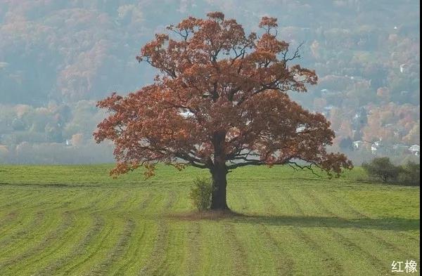 2000元买红橡实木床担心假货，如何选购红橡家具？这篇文章教你