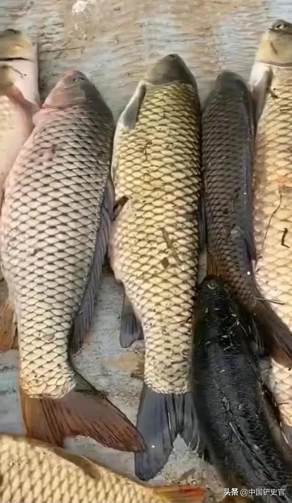男子在湘江钓到63斤大鱼,男子在湘江钓到近100斤的鳡鱼