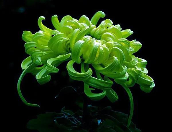 喜欢菊花有啥说法吗,喜欢菊花的人多吗