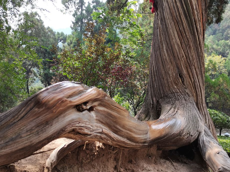 卦山的古柏特点100字,卦山古柏群