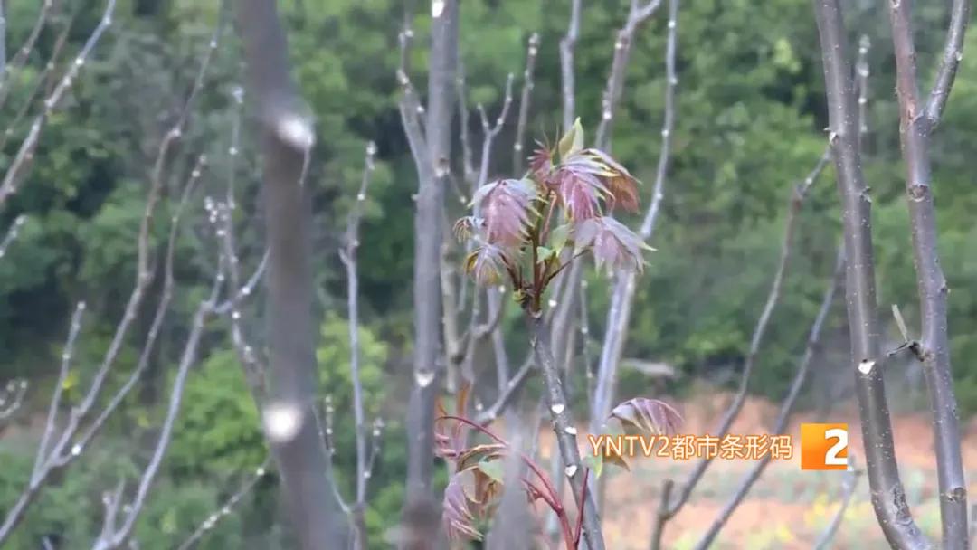 香椿萝卜条,香椿芽蒜薹