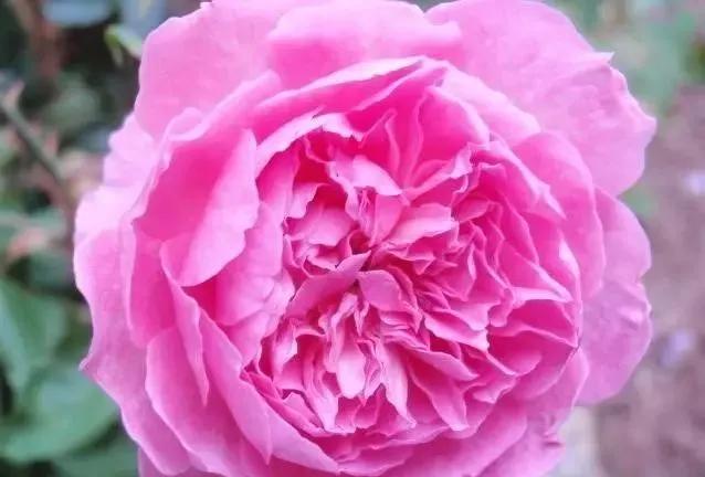 100种玫瑰图片大全,100种玫瑰鲜花你认识吗