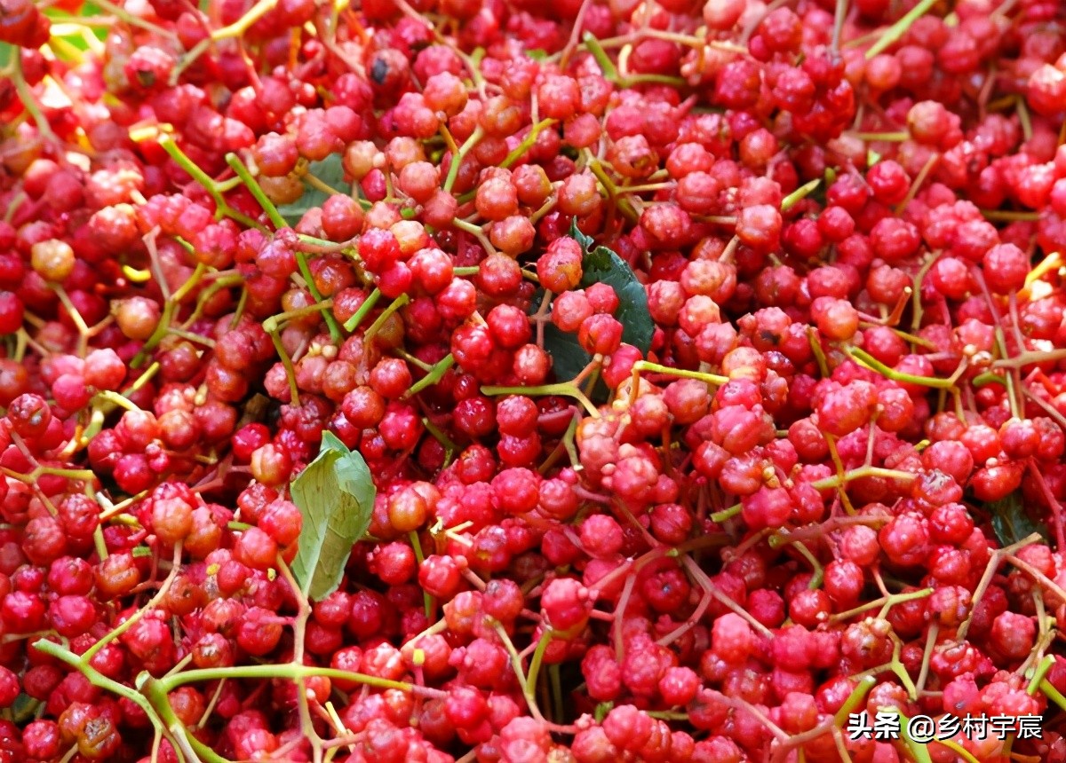 农村一斤50元的植物,农村50元一斤的果树