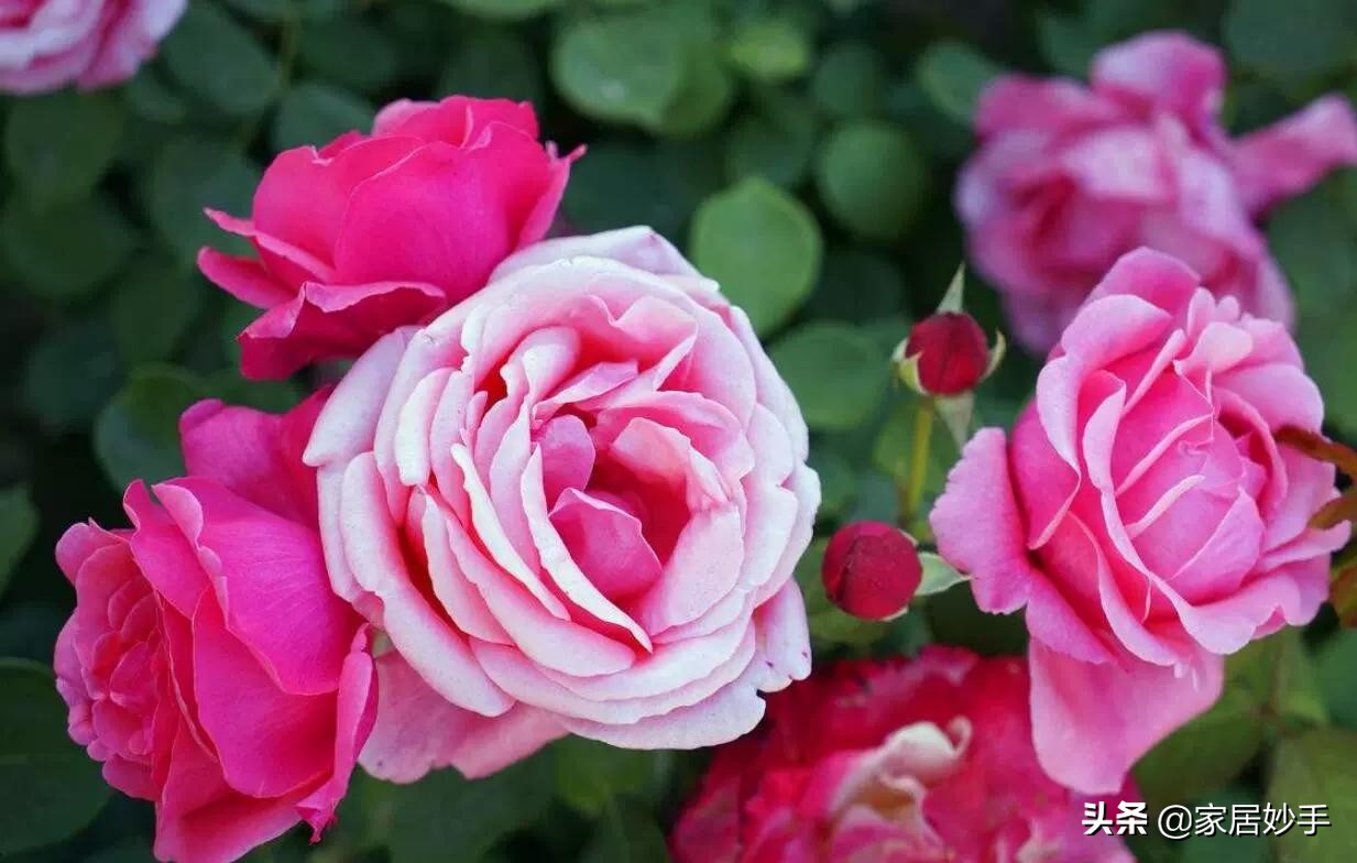 家庭养花自制肥料最简单,家庭养花自制花肥技巧