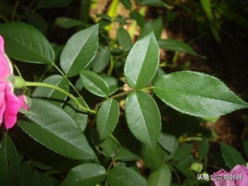 如何判断是月季芽和蔷薇笋,蔷薇笋和月季笋的区别