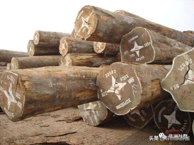 想做非洲木材市场，你得先认识它们
