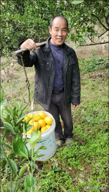 临近年关吃东西容易上火，就让这款小甜橙拯救一下