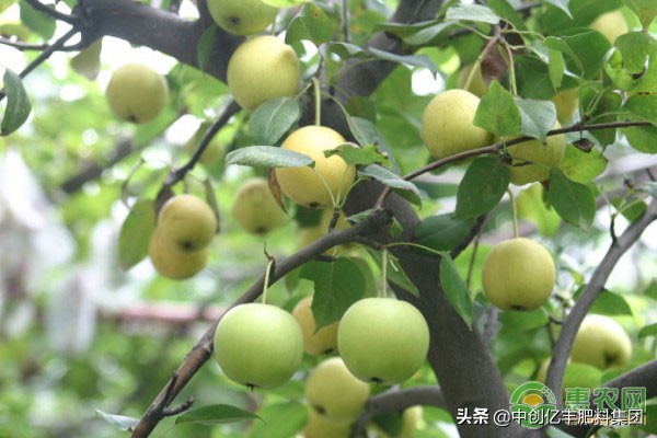 梨树腐烂病防治视频,草木灰治梨树腐烂病吗