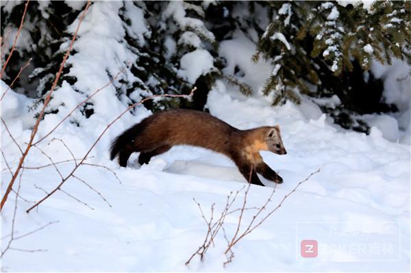 吉林省延边发现紫貂,长白山拍到野生紫貂