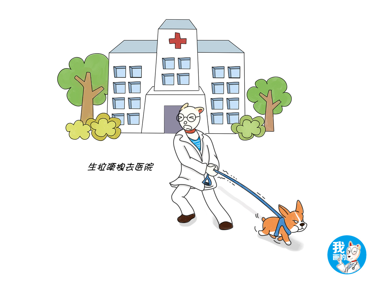 狗狗不愿意戴牵引绳，并非都是耍小脾气，的确可能是有心理阴影