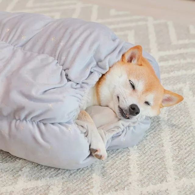 比人还会拍照的狗，简直萌炸朋友圈了