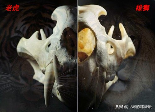 老虎的牙齿和狮子的牙齿对比,老虎和狮子牙齿哪个长