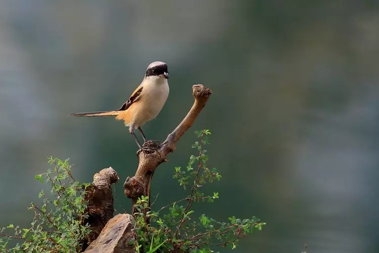 芒种种出新希望,芒种和幸福播种