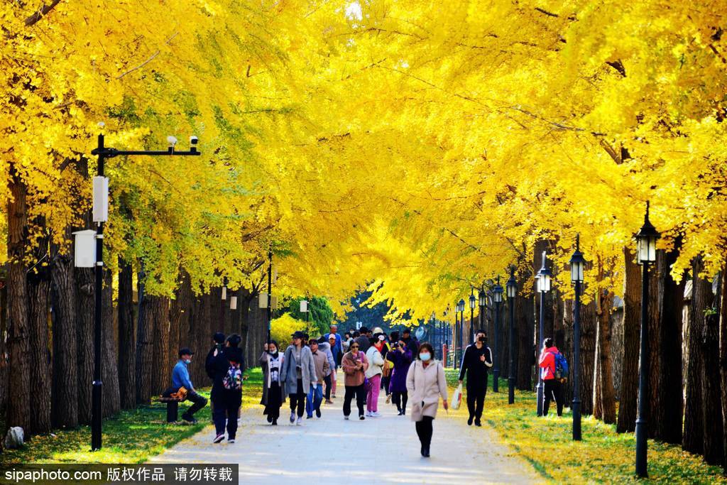 17处京城绝美银杏观赏点，看看有没有家门口的？