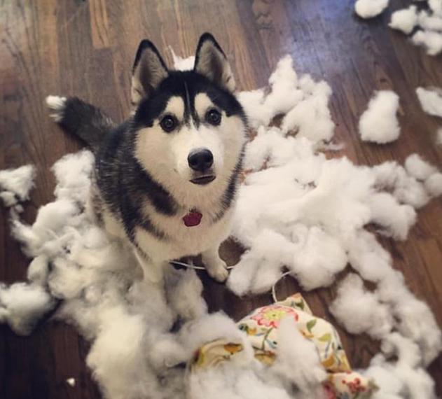 狗狗买什么品种最合适,怎么给狗狗选择宠物狗品种