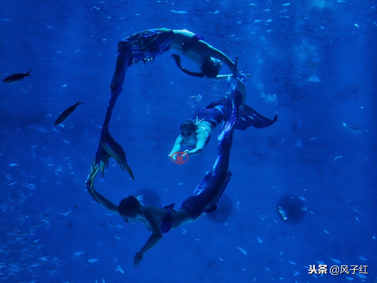 上海新地标丨海昌海洋公园一日游园玩法攻略