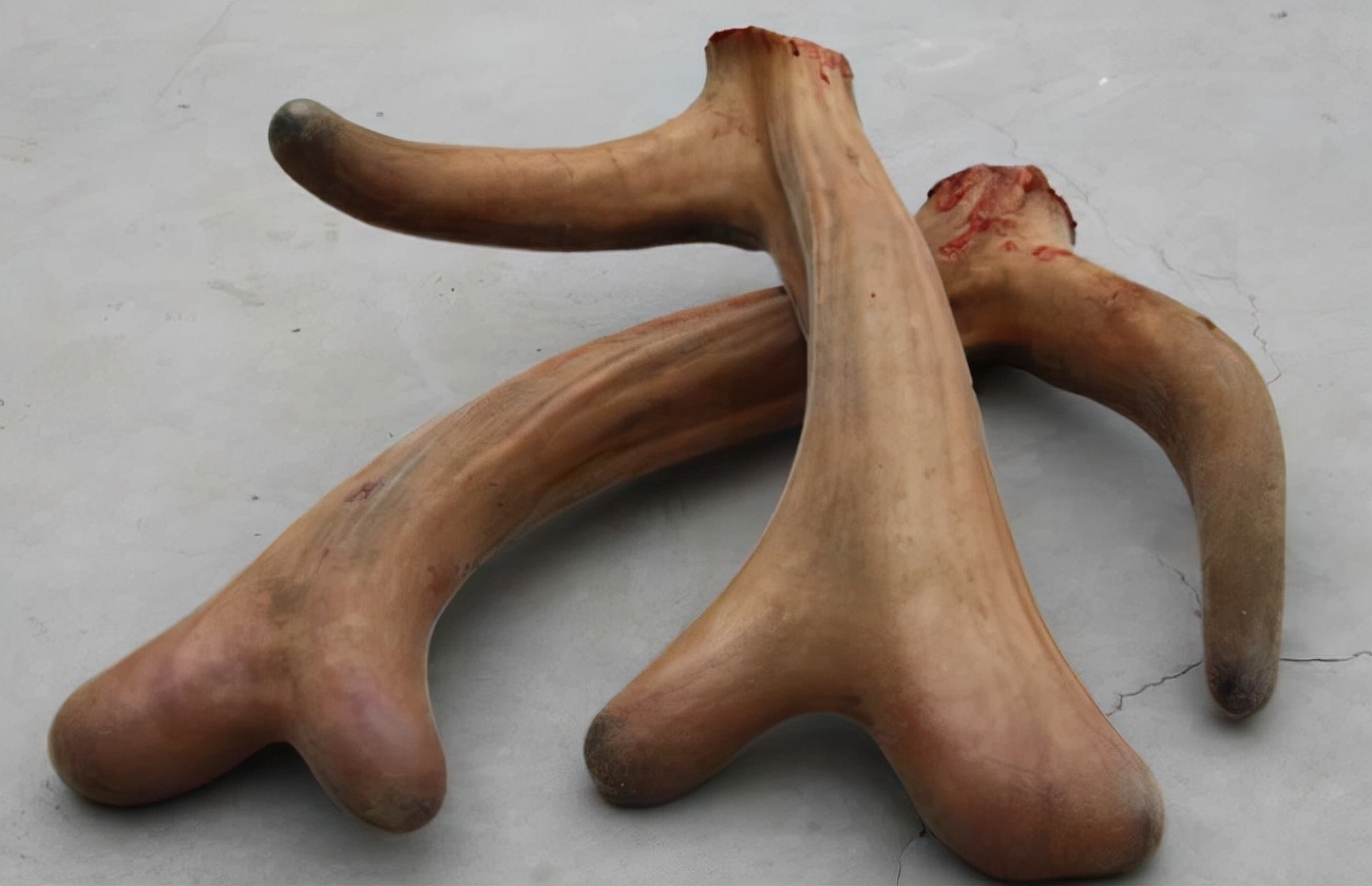 王娇养梅花鹿,梅花鹿王娇