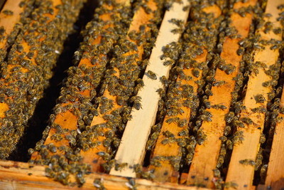 蜜蜂生病的最佳治疗方法,蜜蜂蜂群弱了怎么办