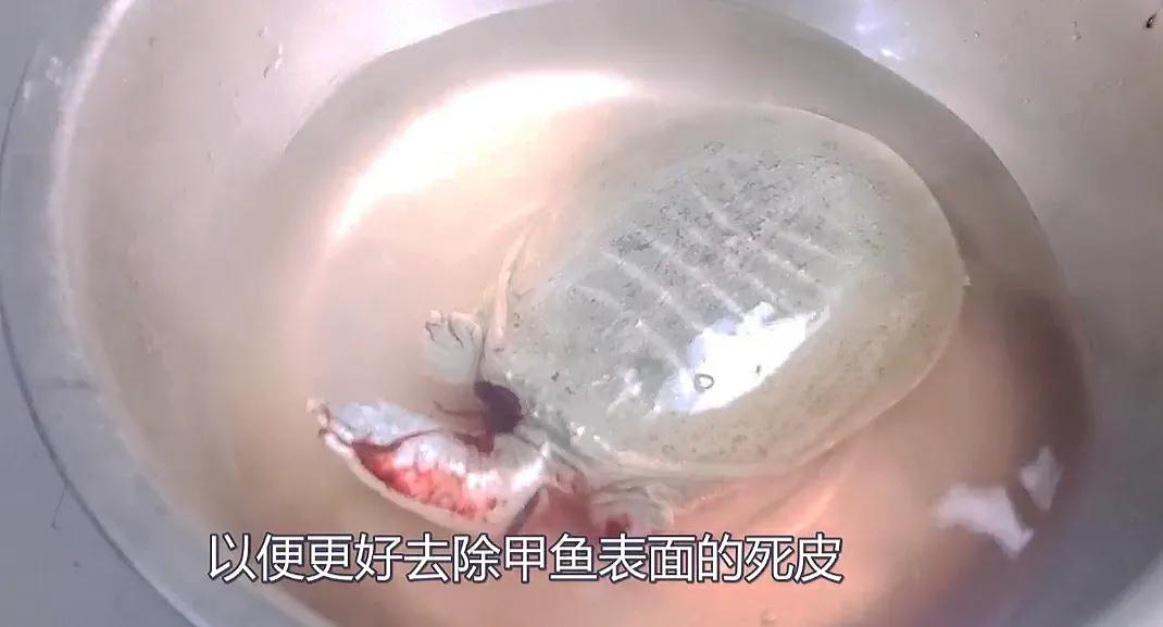 甲鱼要除掉什么部位,甲鱼要不要去皮呀