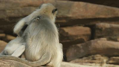 豆瓣9.8分悬疑大片,窥探电视剧豆瓣评分