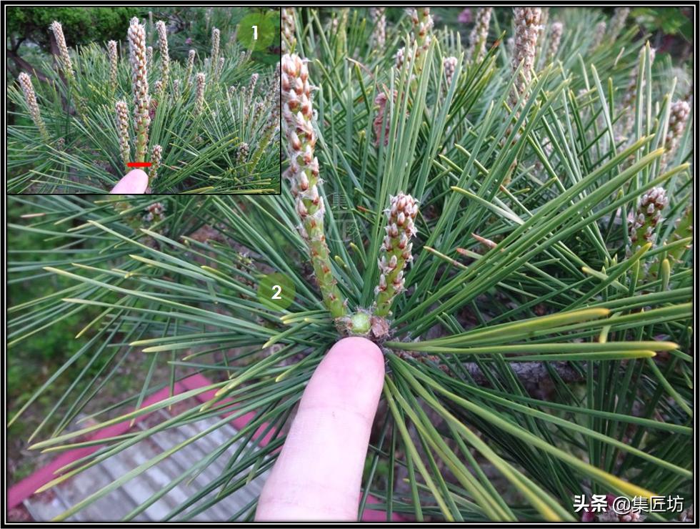 松树盆景换盆去土除根吗,松树盆景怎样修剪和造型