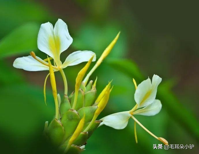 佛教的九种圣花,佛经中的四大天界宝花