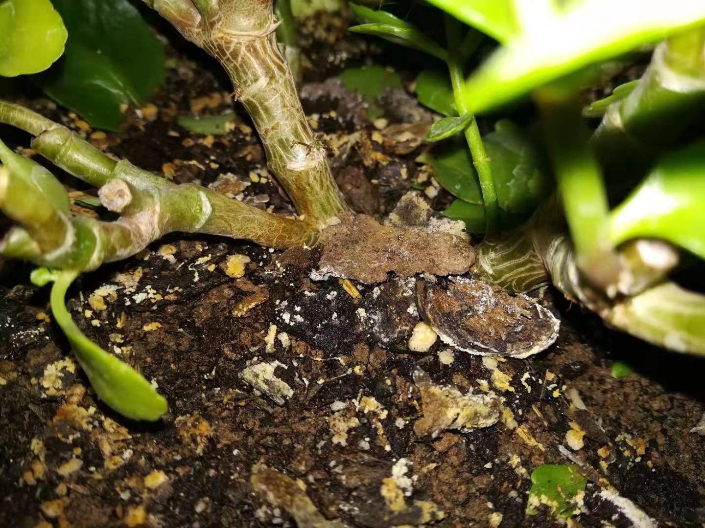 养花如何排除盐碱害,养花怎么排出盐碱土的气体