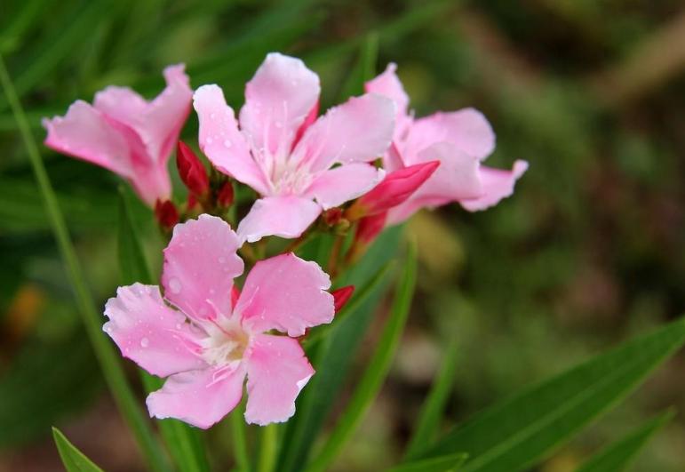 赞美夹竹桃花诗句名句,有关夹竹桃的诗句