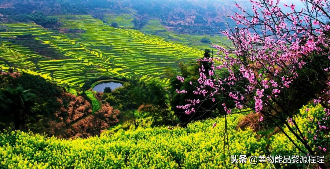 婺源这片仙境般的油菜花田已上线！超级美腻！赶紧约起来