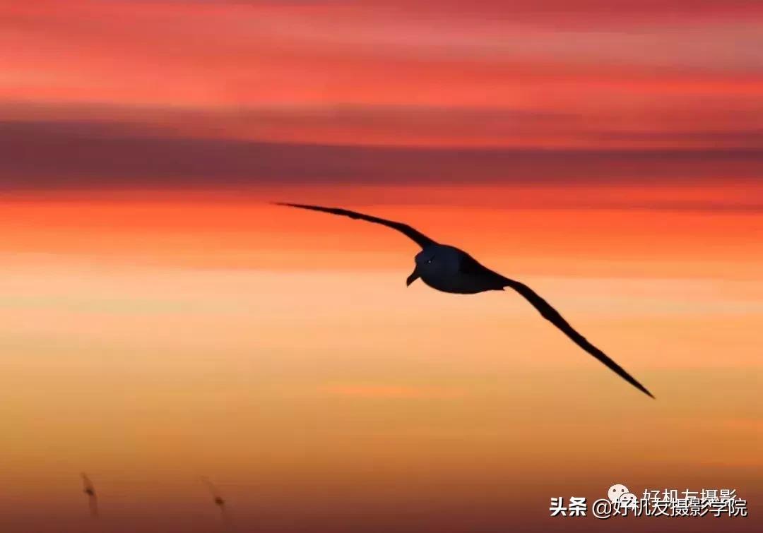 拍鸟最佳相机镜头配置,相机拍鸟技巧图解