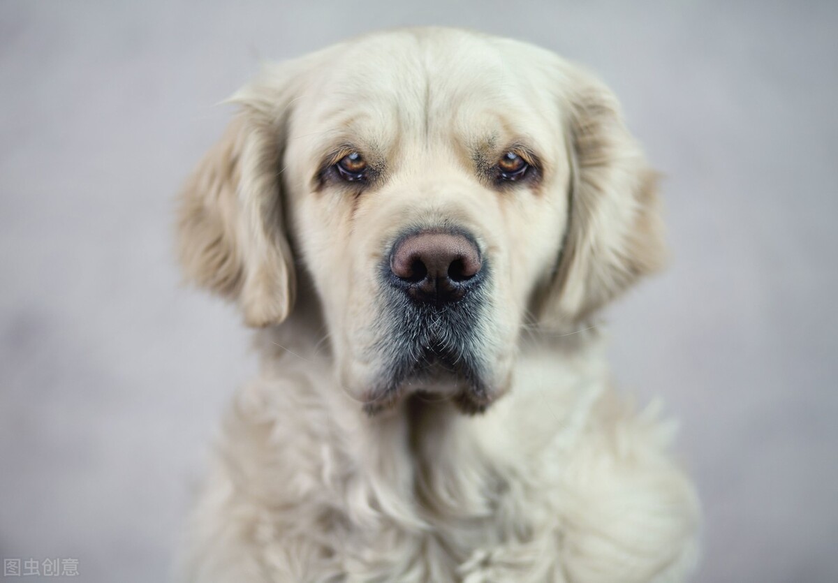 你知道如何给狗狗挤肛门腺吗?不挤的坏处又有哪些?