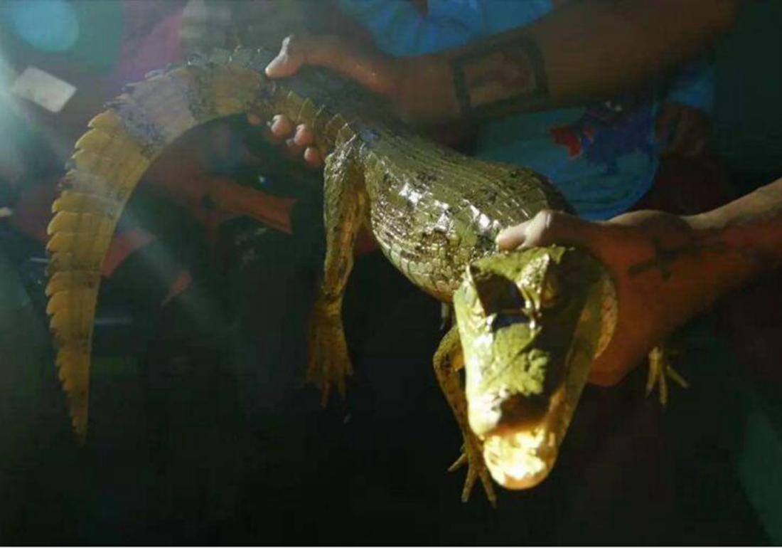 鳄鱼要怎么养殖才不犯法,鳄鱼养殖要怎么防护自身安全