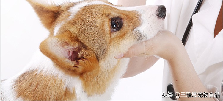 狗狗老是流泪用什么药,狗狗总流泪有泪痕吃啥药