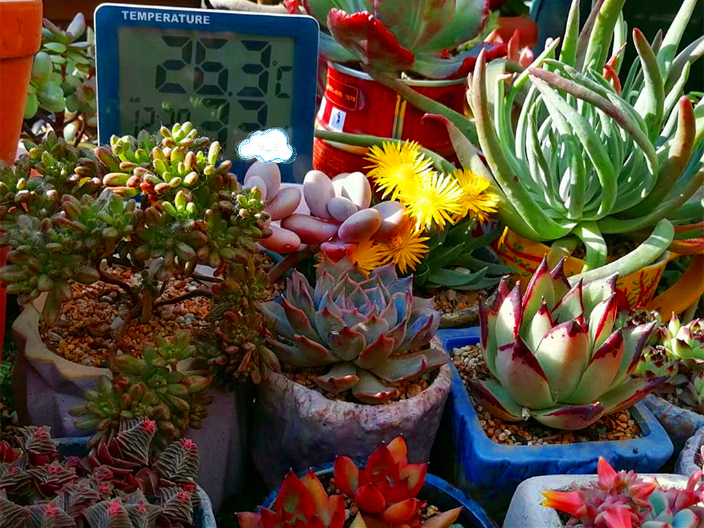 最低温1°c多肉放楼顶会不会冻死,夏天多肉全部腐死了是什么原因