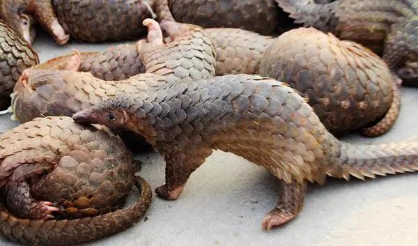 最新禁食动物名单官方,有哪八种野生动物不能吃