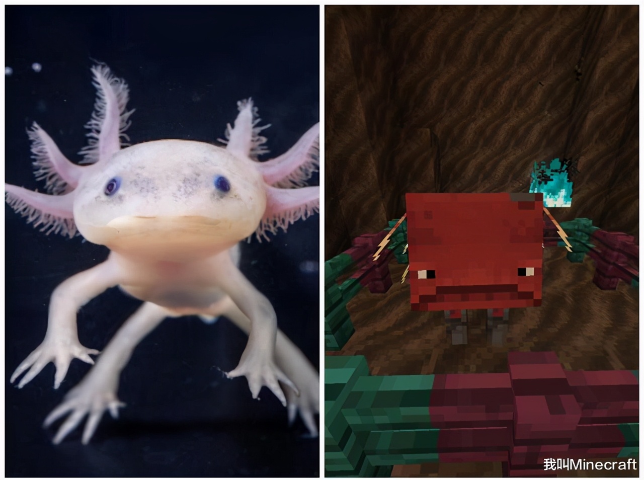 我的世界1.17蝾螈在哪里生成,我的世界1.17蝾螈生活在什么地方